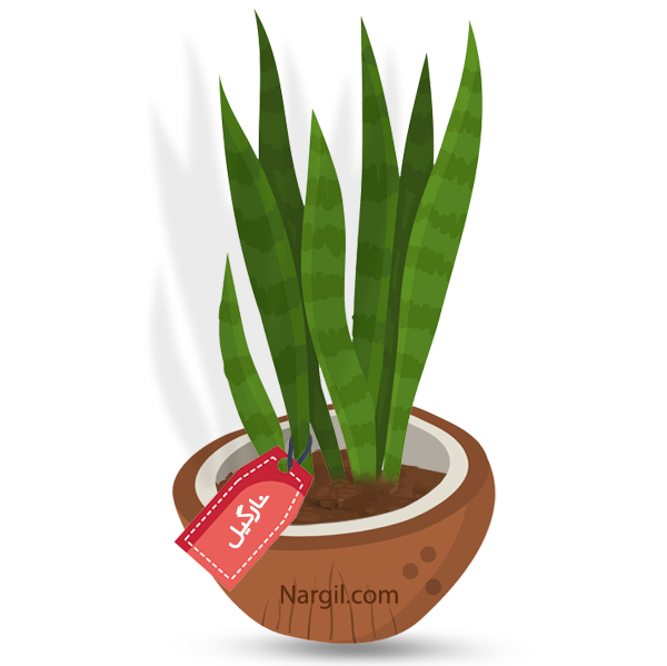 Nargil_Sansevieria Zeylanica